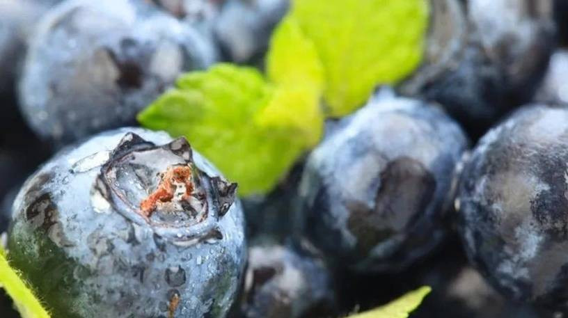 Beslenme uzmanı bunamayı önleyen süper gıdayı açıkladı. Her gün bir avuç yetiyor - Resim: 1